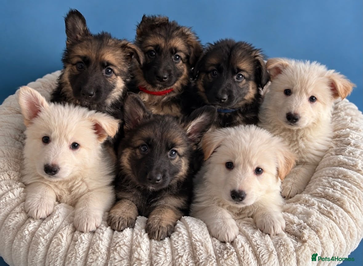 German Shepherd dogs Pedigree long haired German Shepherd puppies - Advert 1