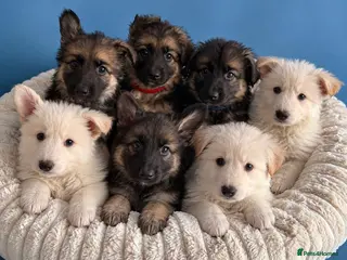 German Shepherd dogs Pedigree long haired German Shepherd puppies - Advert 2
