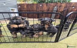 German Shepherd dogs for sale: Chunky German shepherd puppies for sale  - Advert 21