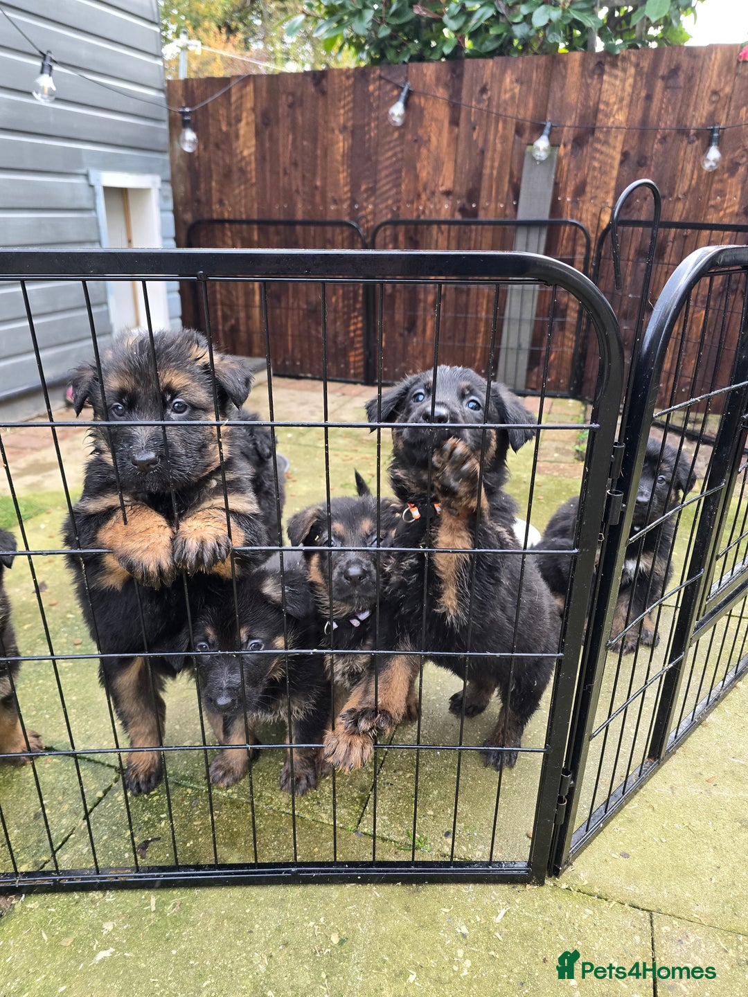 German Shepherd dogs for sale: Chunky German shepherd puppies for sale  - Advert 21