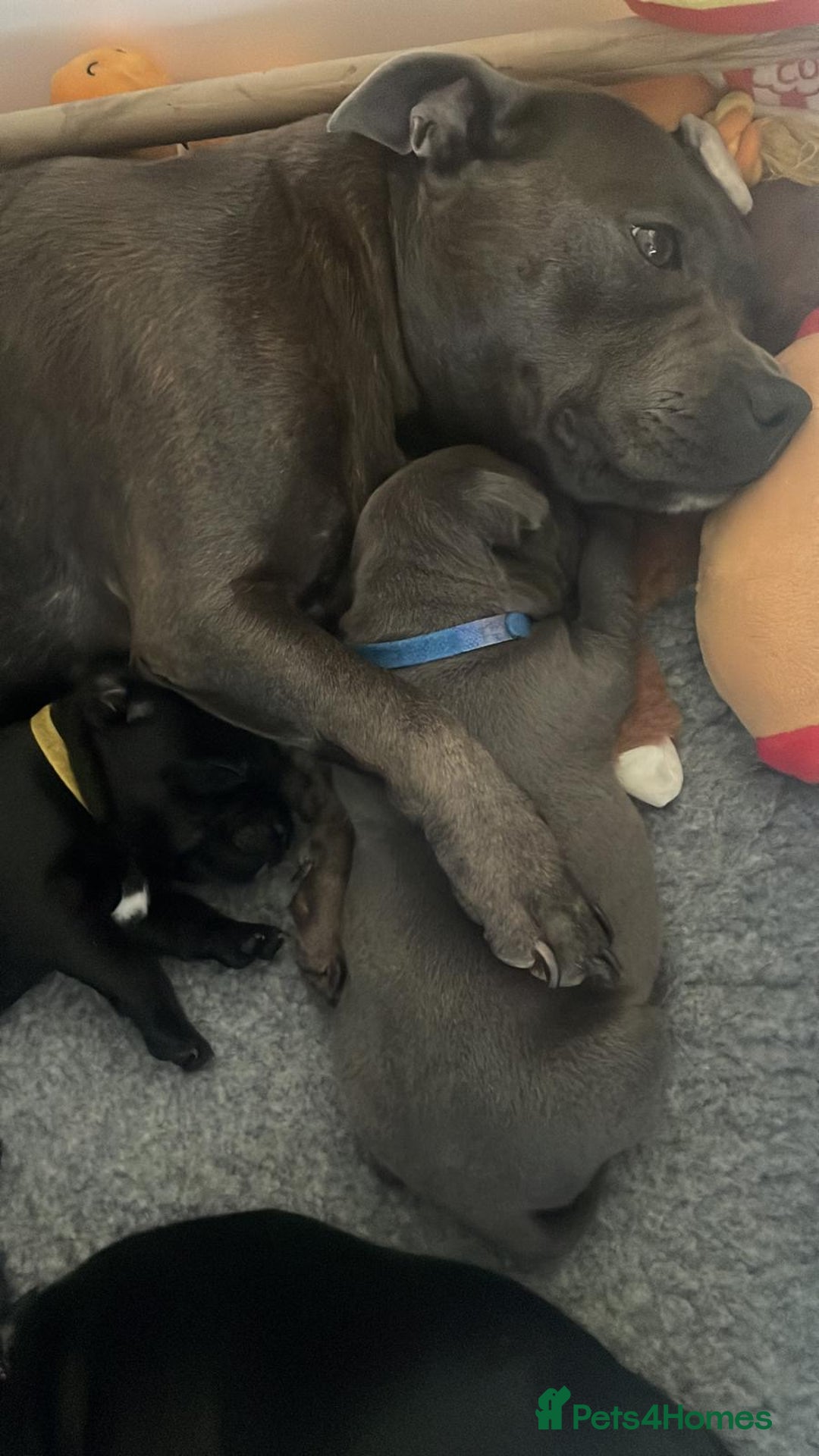 Staffordshire Bull Terrier dogs for sale: Beautiful Staffordshire bull terrier puppy’s  - Image 7