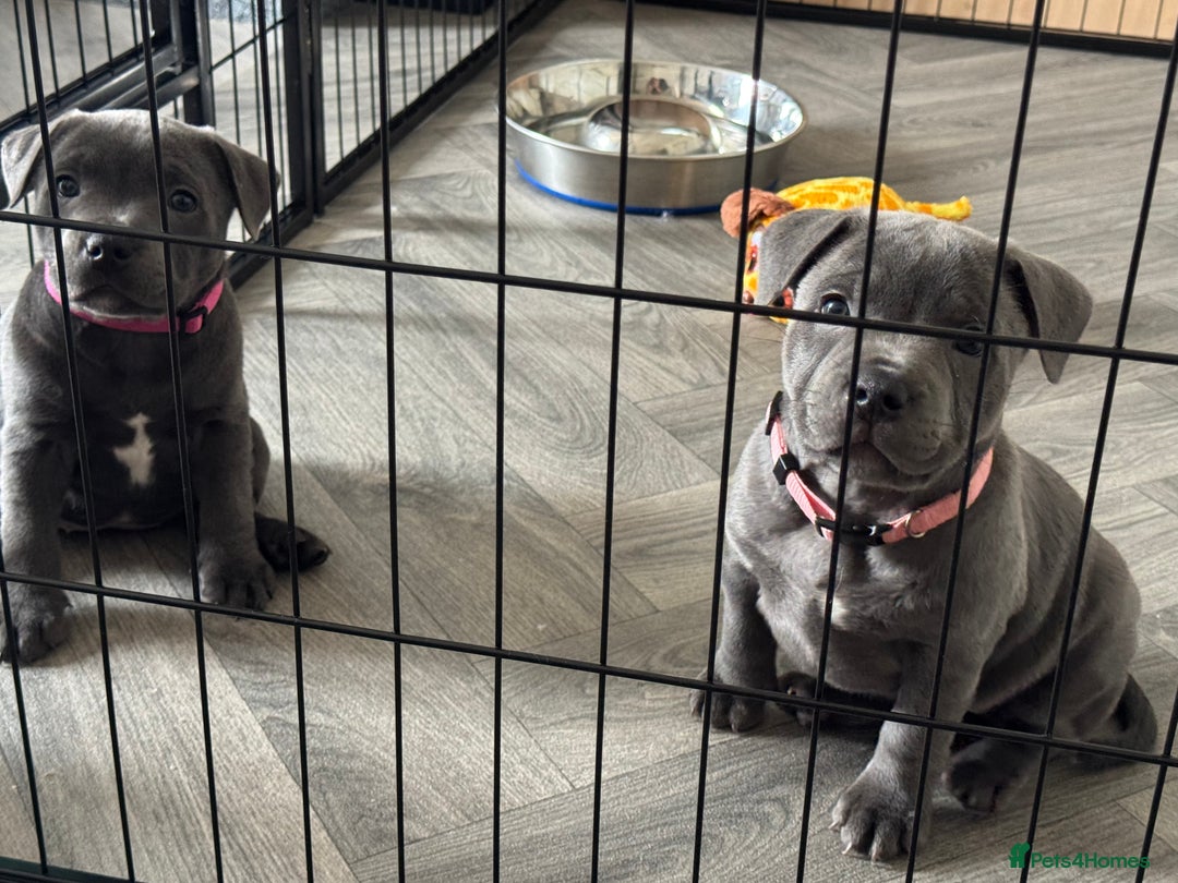 Staffordshire Bull Terrier dogs for sale: BLUE BLOODLINE CHAMPION STAFFS💕🐾 - Image 3