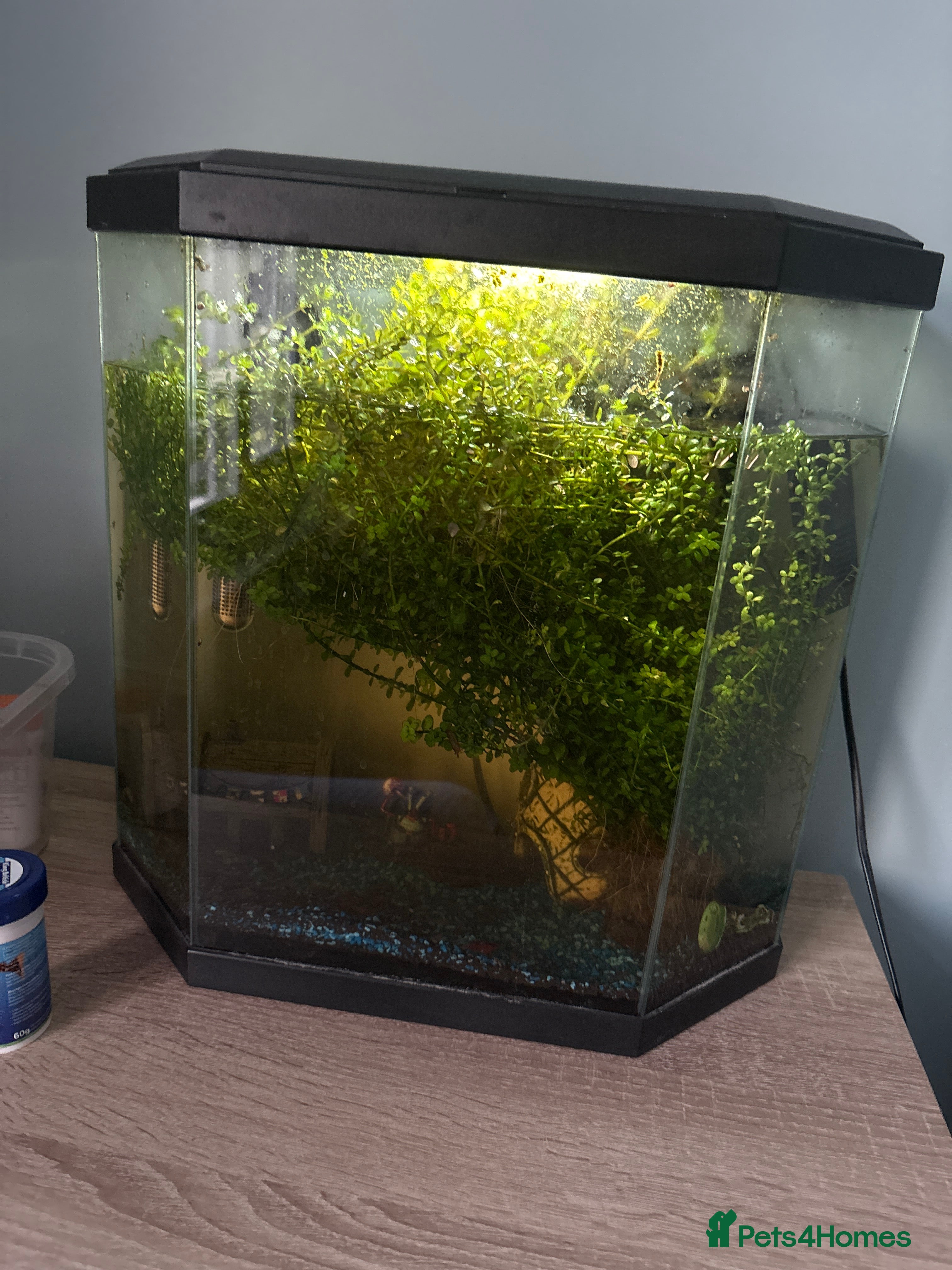 Catfish fish Two Catfish - Advert 3