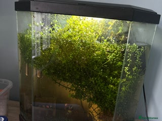 Catfish fish Two Catfish - Advert 3