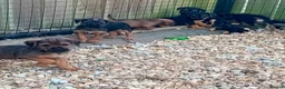 Border Terrier dogs for sale: Border terrier puppies  - Advert 8