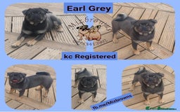 Pug dogs for sale: KC Reg Stunning Pug Puppies - Image 9