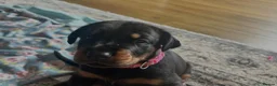 Dobermann dogs for sale: Beautiful Pure Dobermans Litter – 4 Boys & 2 Girls - Advert 4