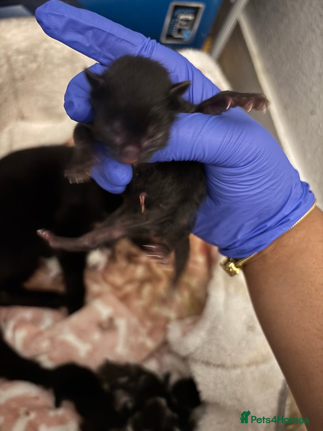 Domestic Shorthair cats for sale: Beautiful Newborn Ready for Homes in 8 Weeks 🐾 - Image 6