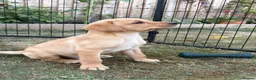 Labrador Retriever dogs for sale: KC Registered Labrador Puppies for Sale  - Advert 3