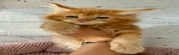 Maine Coon cats for sale: TICa reg 9 XXL Massive Red Kittens - Advert 26