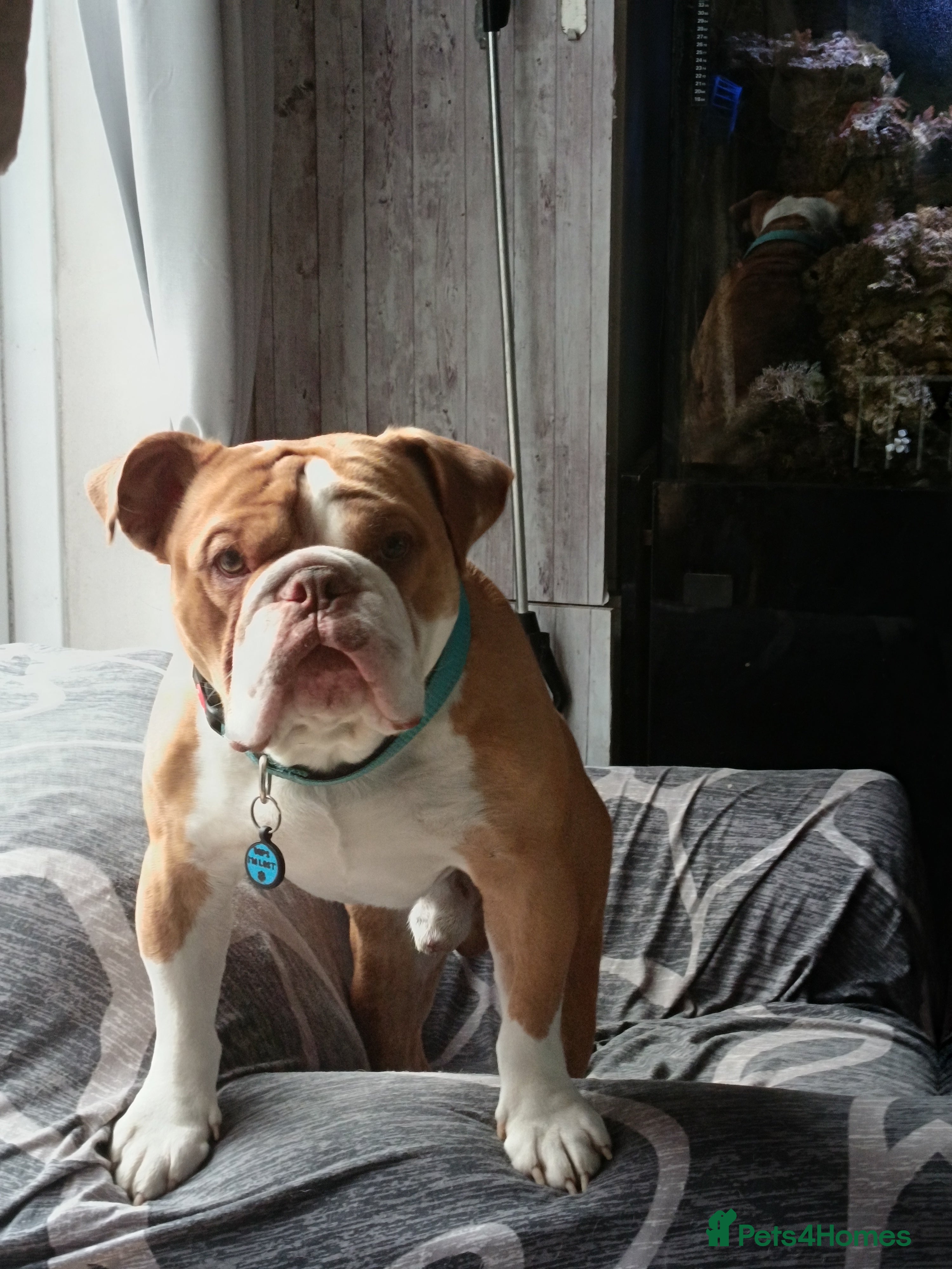 English Bulldog dogs Bulldog for sale - Advert 18
