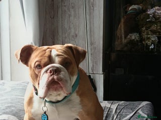 English Bulldog dogs - Advert 26