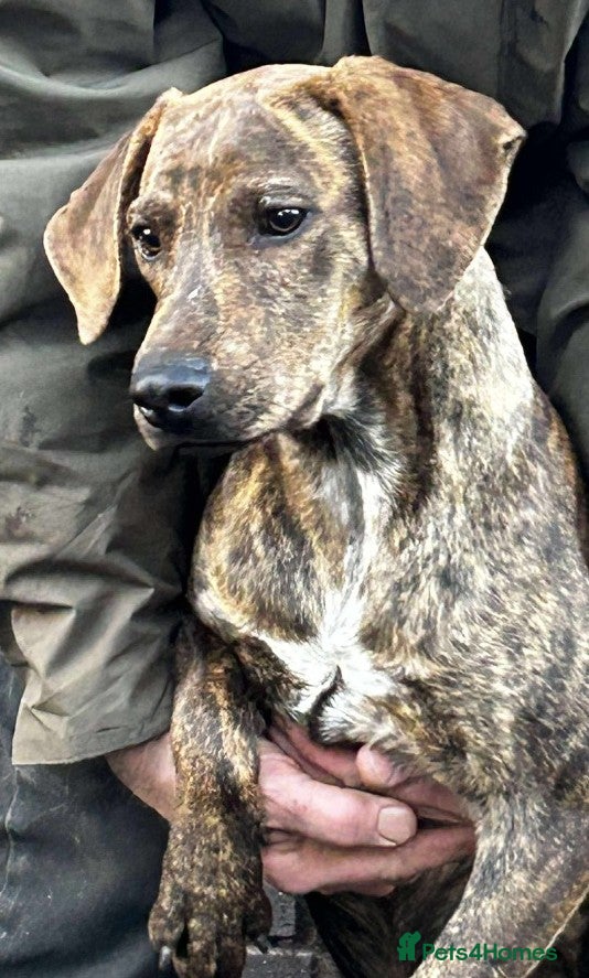 Mixed Breed dogs Bobby - Advert 1