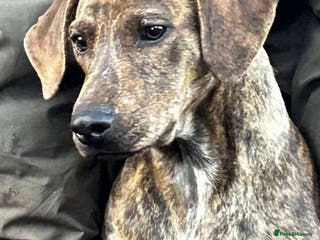 Mixed Breed dogs Bobby - Advert 5