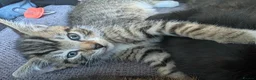 Mixed Breed cats for sale: 4 beautiful kittens ready to go in Braintree - Advert 5