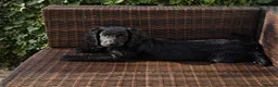 Cockapoo dogs for sale: Gorgeous Cockapoo pups - Ready now!!! - Advert 9