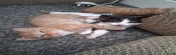 Mixed Breed cats for sale: 5 kittens  in Harlow - Advert 13