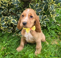 Cocker Spaniel dogs - Advert 2