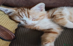 Mixed Breed cats for sale: Gorgeous Part BSH kittens ready to go now - Image 34