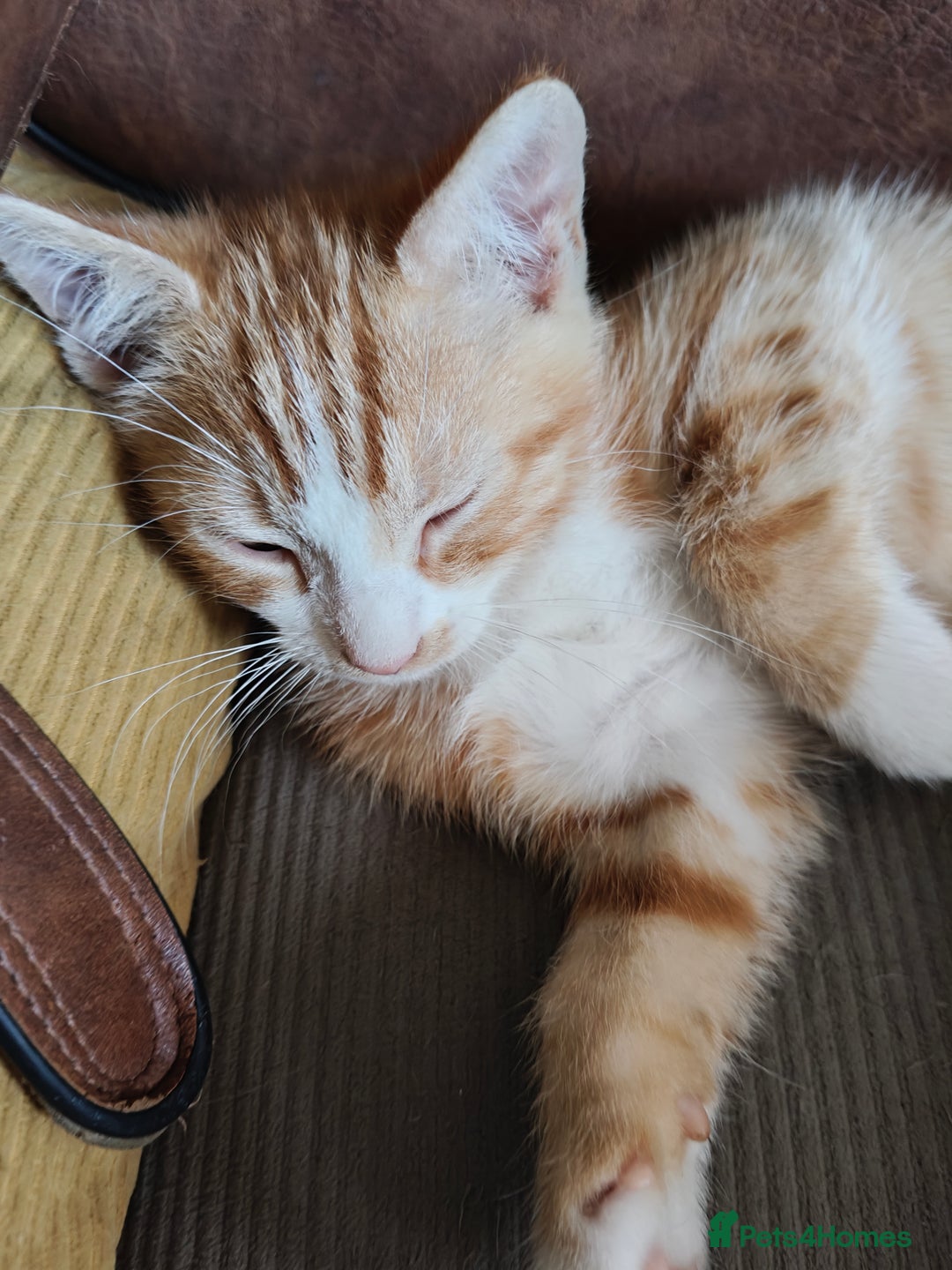 Mixed Breed cats for sale: Gorgeous Part BSH kittens ready to go now - Image 34