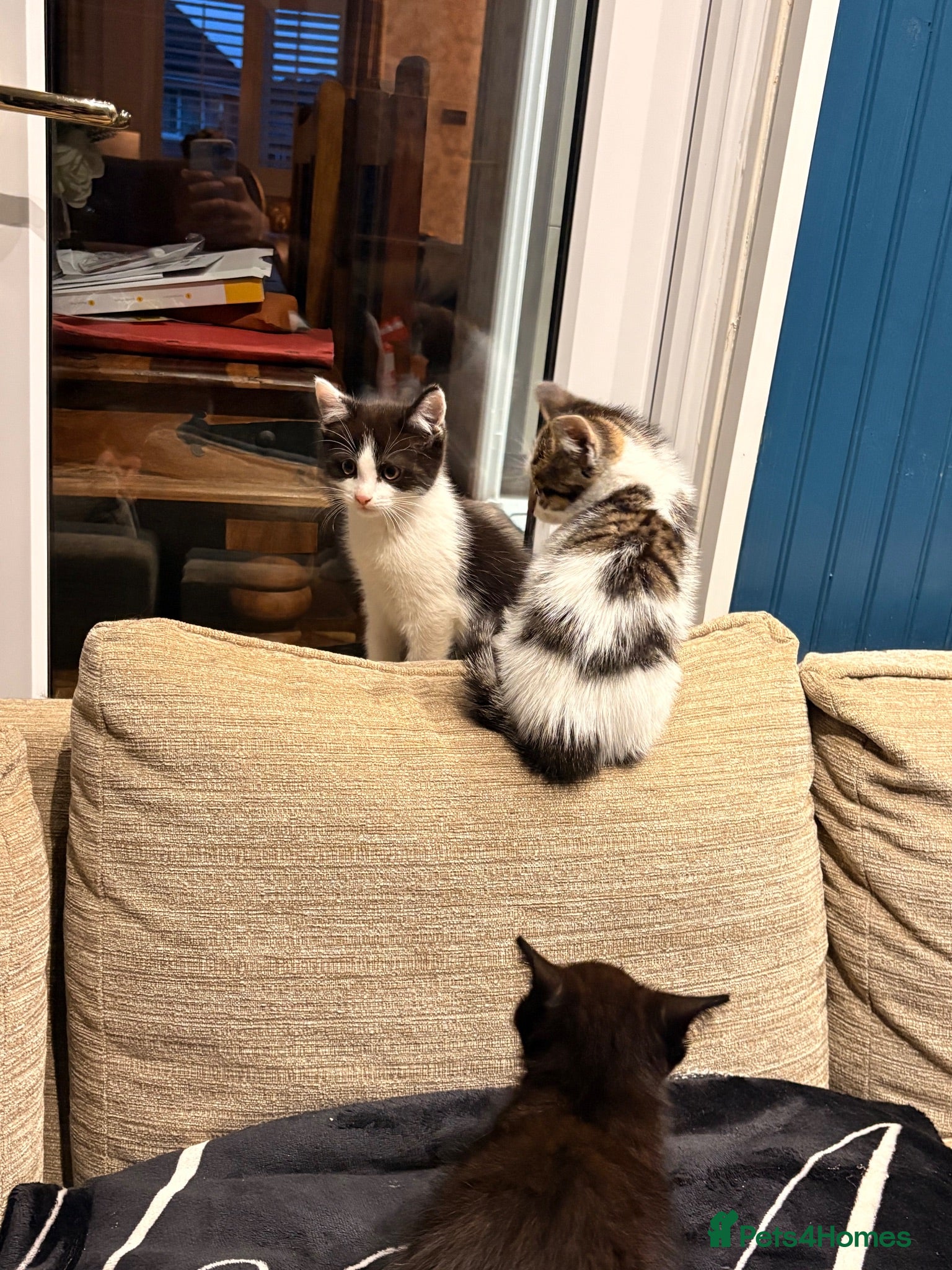 Mixed Breed cats gorgeous playful kittens 1 boy & 1 girl - Advert 10