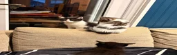 Mixed Breed cats for sale: gorgeous playful kittens 1 boy & 1 girl - Advert 3