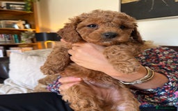 Cavapoo dogs for sale: 7 adorable puppies for sale 5 girls 2 boys  - Image 12