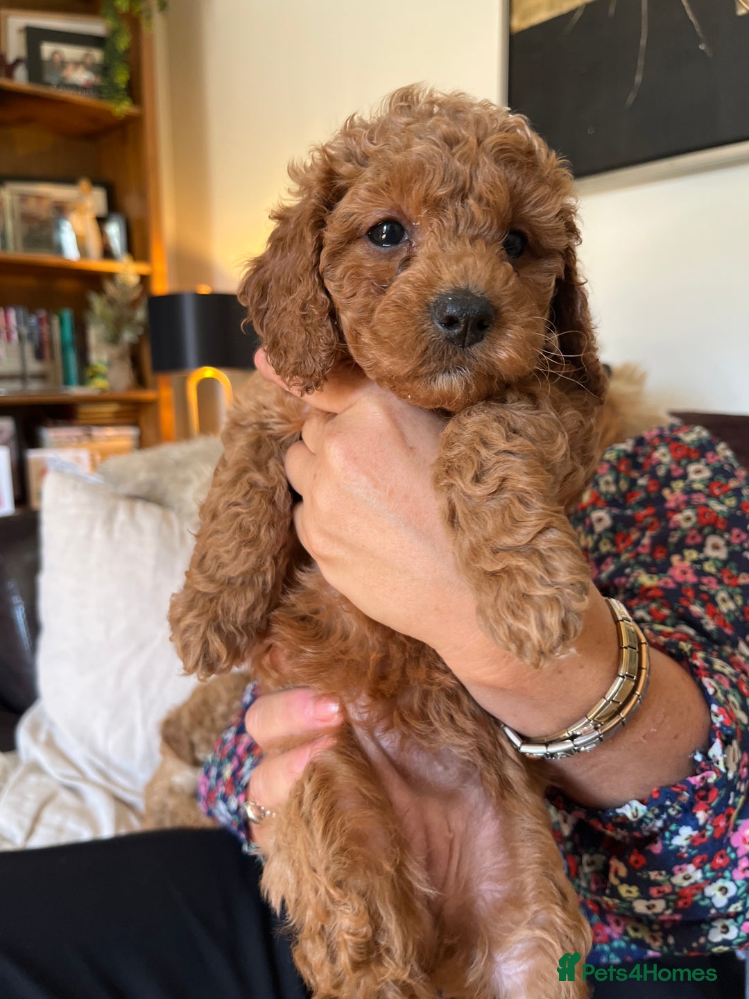 Cavapoo dogs for sale: 7 adorable puppies for sale 5 girls 2 boys  - Image 12