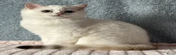 British Shorthair cats for sale: TICA Beautiful British Shorthair Kittens - Advert 11