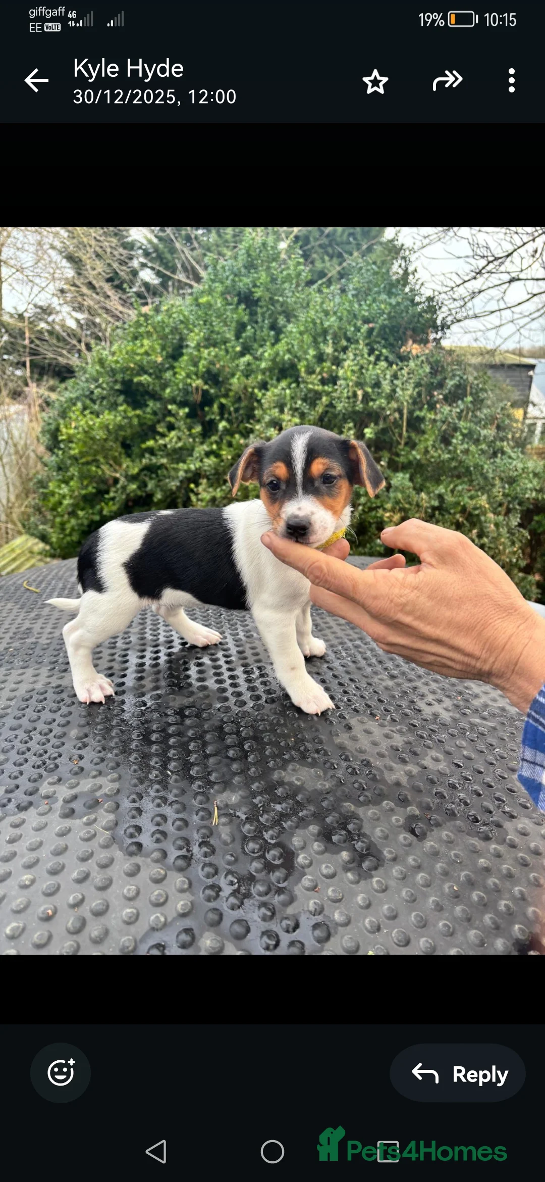 Jack Russell dogs for sale: Beautiful tricoloured jack Russell pups for sale - Advert 15