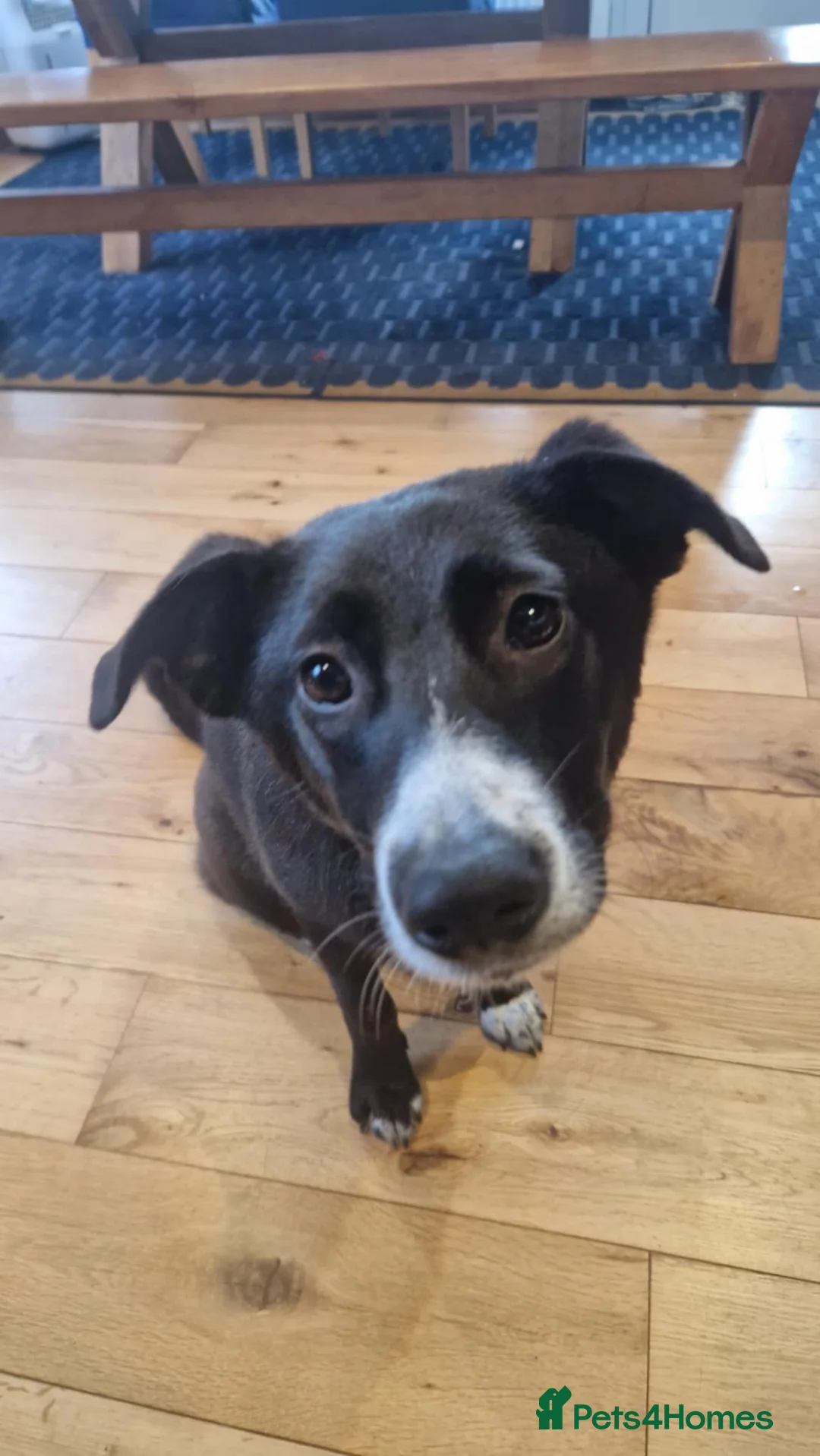 Mixed Breed dogs for adoption: FLEUR-happy&playful girl/ loves dogs/ affectionate - Advert 1