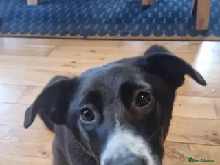 Mixed Breed dogs FLEUR-happy&playful girl/ loves dogs/ affectionate - Advert 1