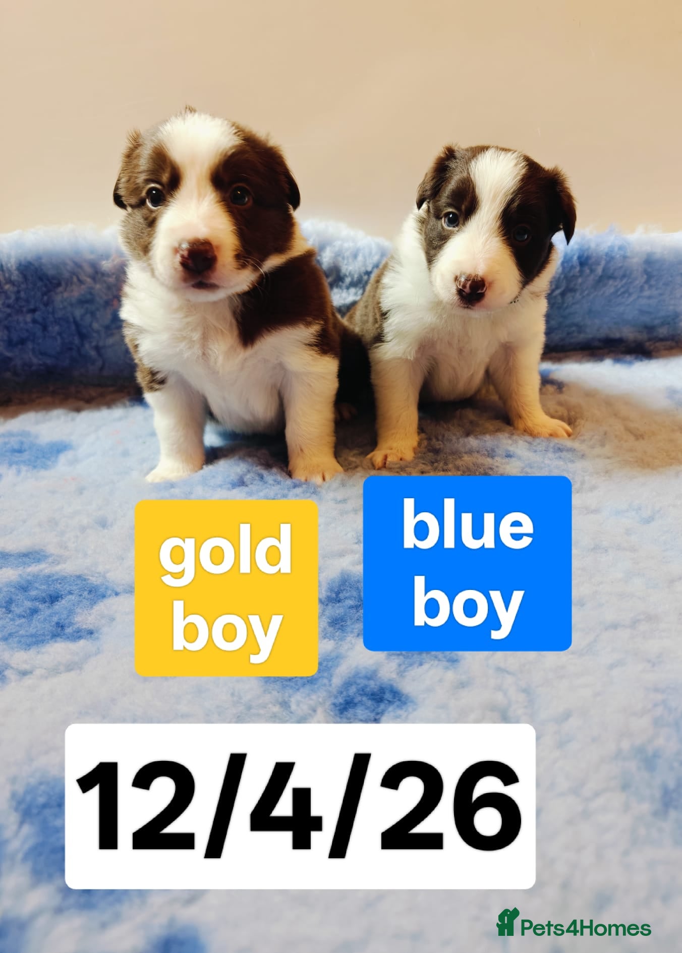 Border Collie dogs Stunning pure bred Red & White Border collie pups - Advert 2