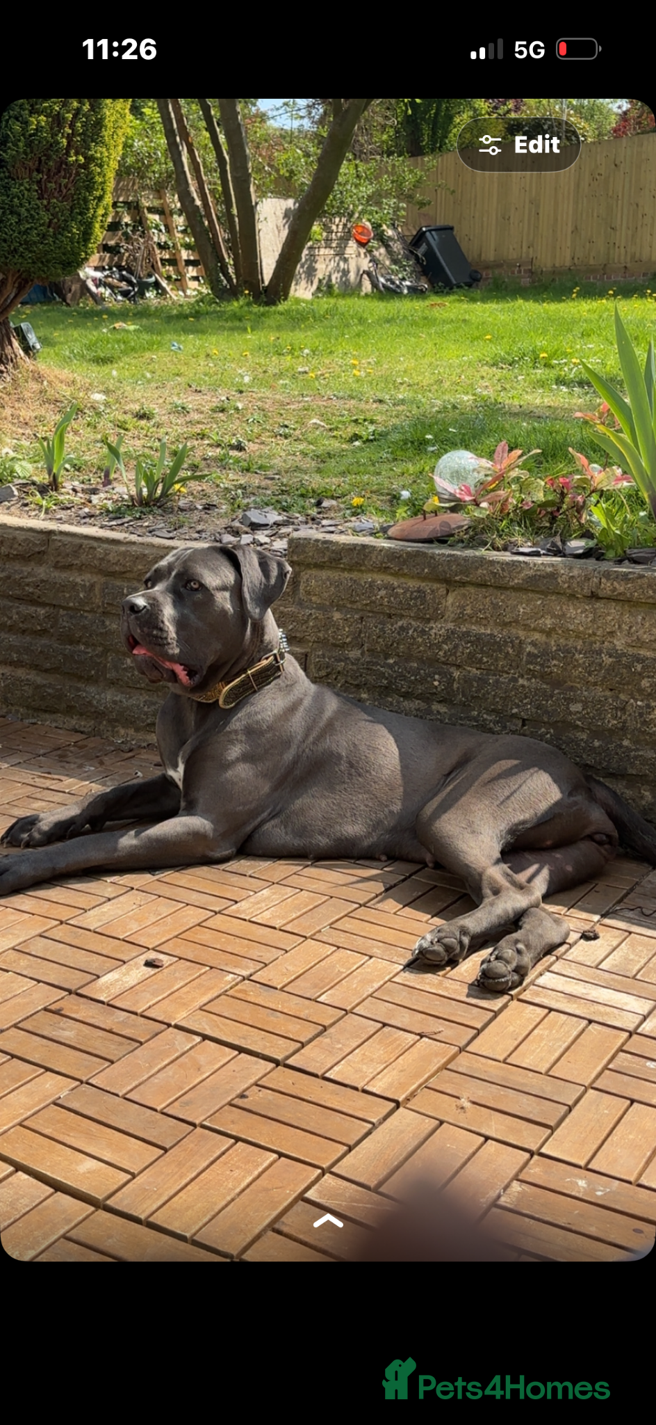 Mixed Breed dogs for sale: XLCane CorsoxBoerboel Pups Ready for Loving Homes - Advert 1