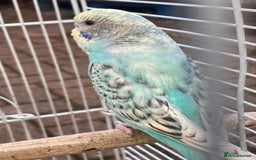 Budgerigars birds for sale: Young budgies for sale in Norbury - Image 6