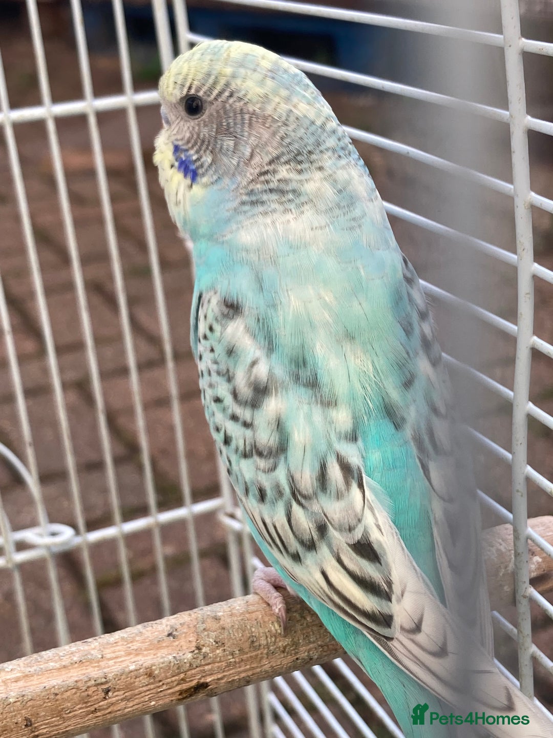 Budgerigars birds for sale: Young budgies for sale in Norbury - Image 6
