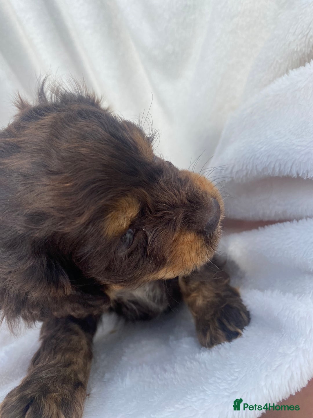 Cockapoo dogs for sale: American cockapoos rare green eyes phantoms - Image 6