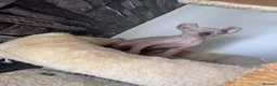 Sphynx cats for sale: 🐈‍⬛🐾 Sphynx elf's / Canadian kittens  - Advert 10