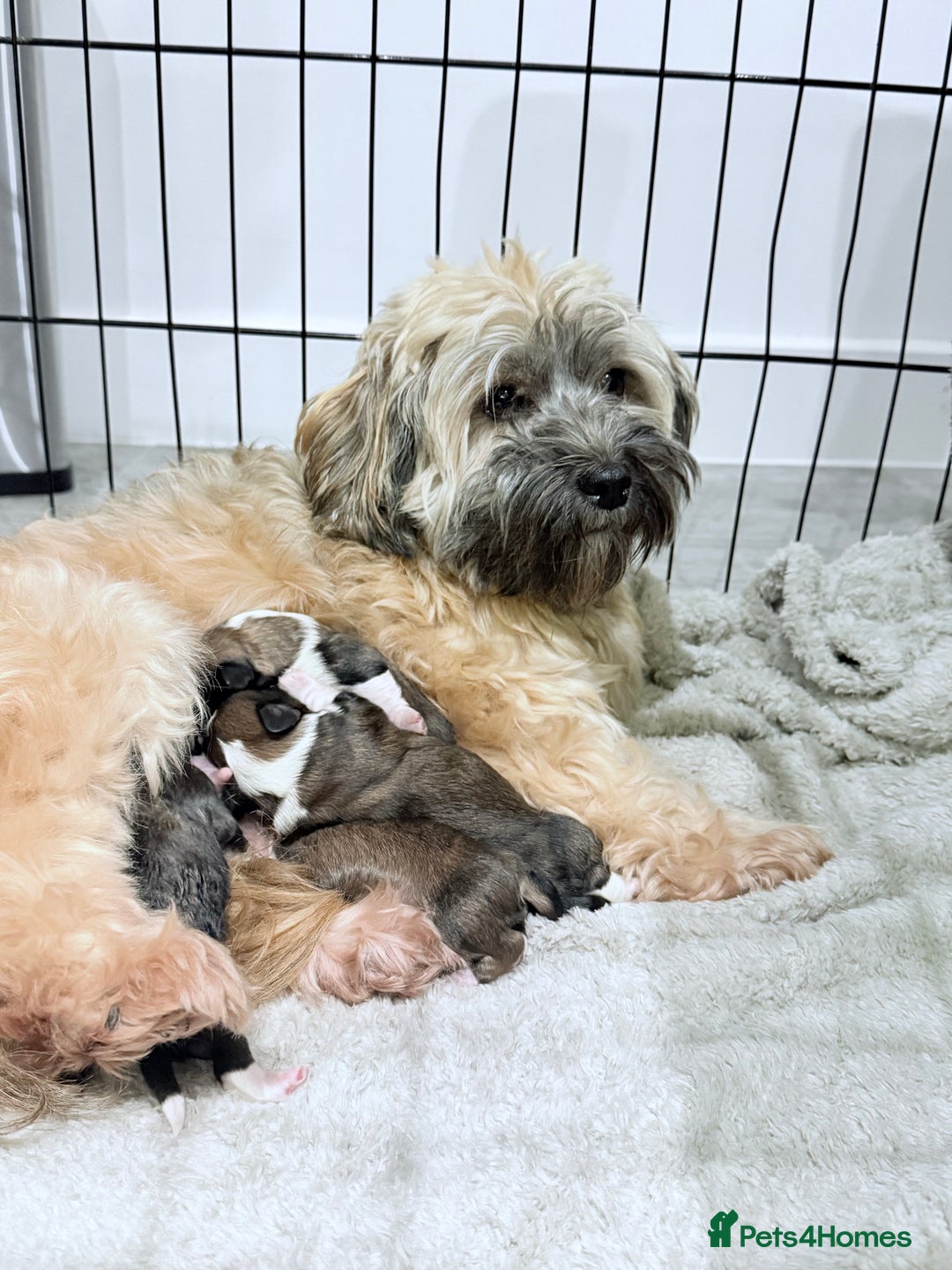 Havanese dogs for sale: Adorable Havanese Puppies for sale - Advert 5