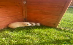 Guinea Pig rodents for sale: Baby Guineapigs for sale - Image 1