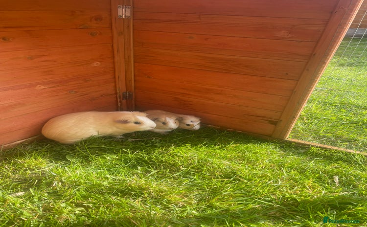 Guinea Pig rodents - Advert 9