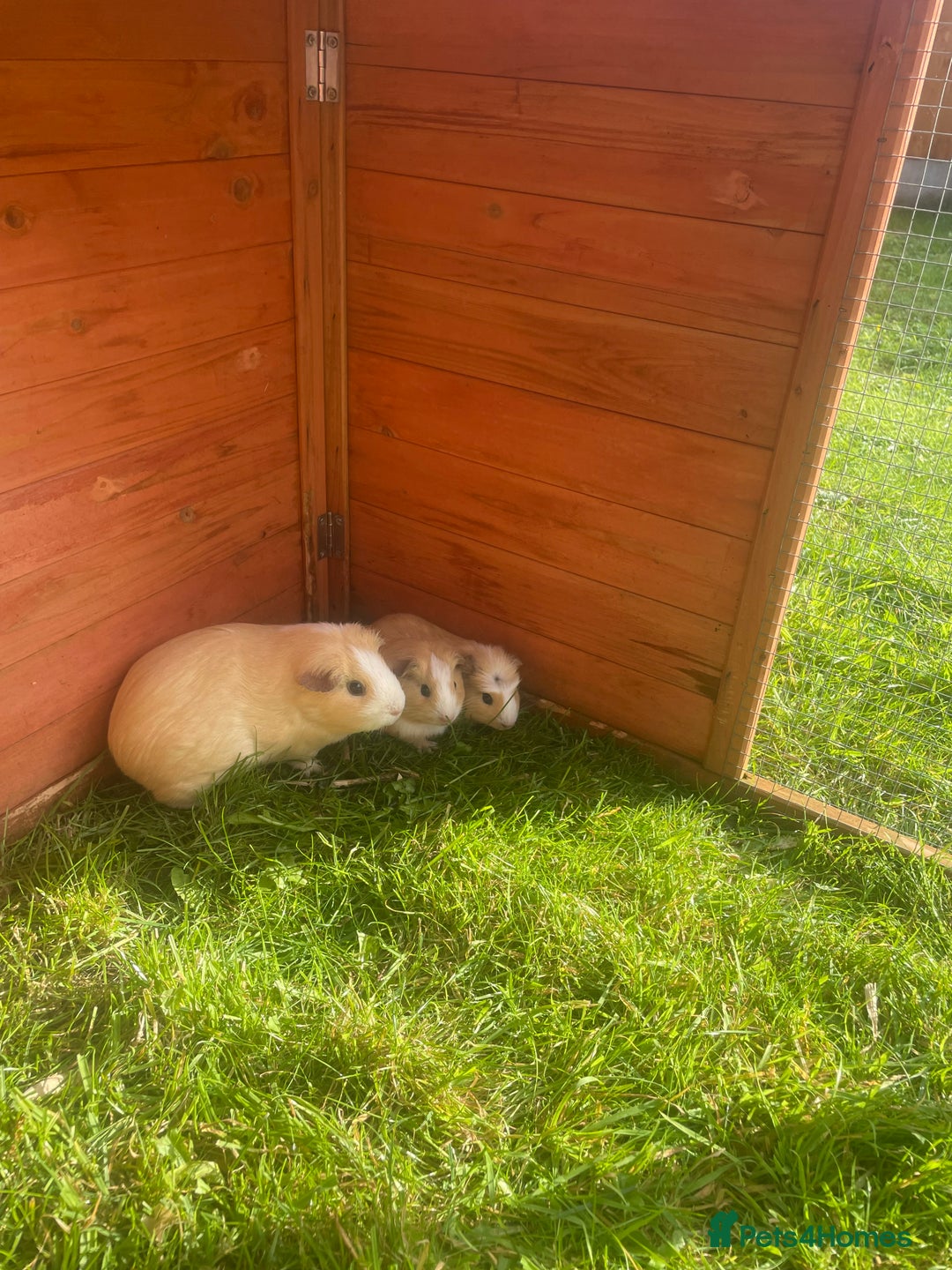 Guinea Pig rodents for sale: Baby Guineapigs for sale - Image 1