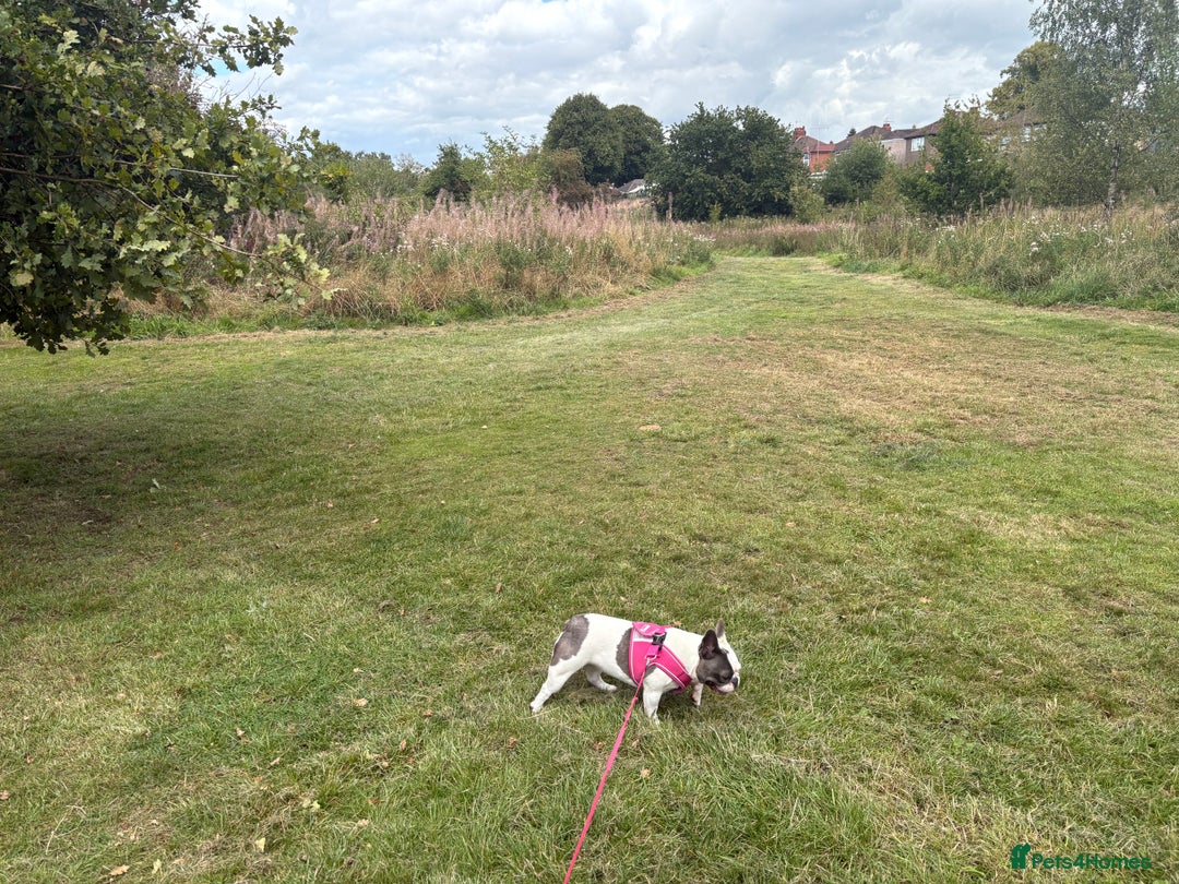 French Bulldog dogs for sale: Betty - Image 1