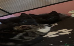 Bengal cats for sale: Beautiful kittens💕 - Advert 15