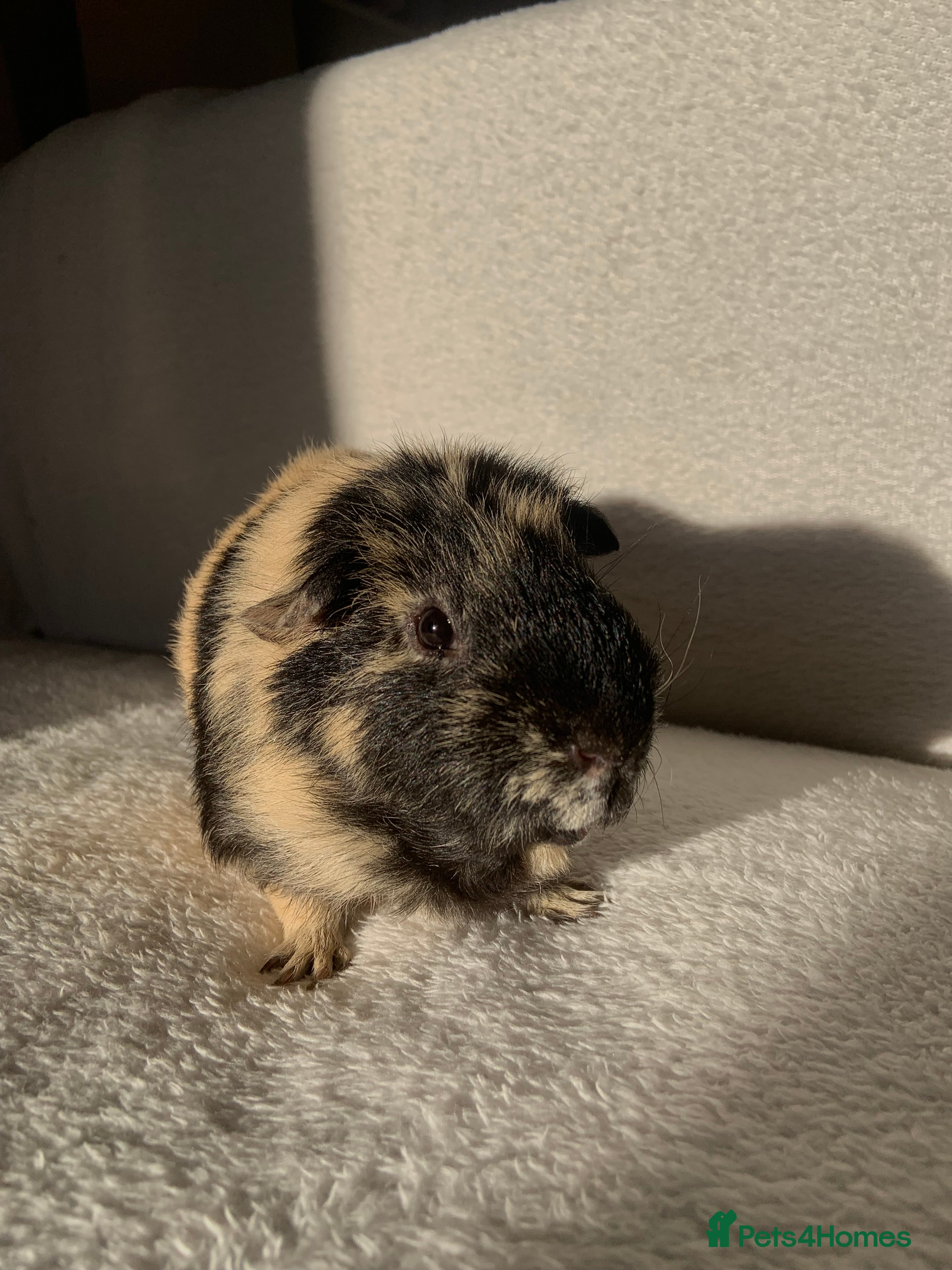 Guinea Pig rodents male guinea pig for sale - Advert 1