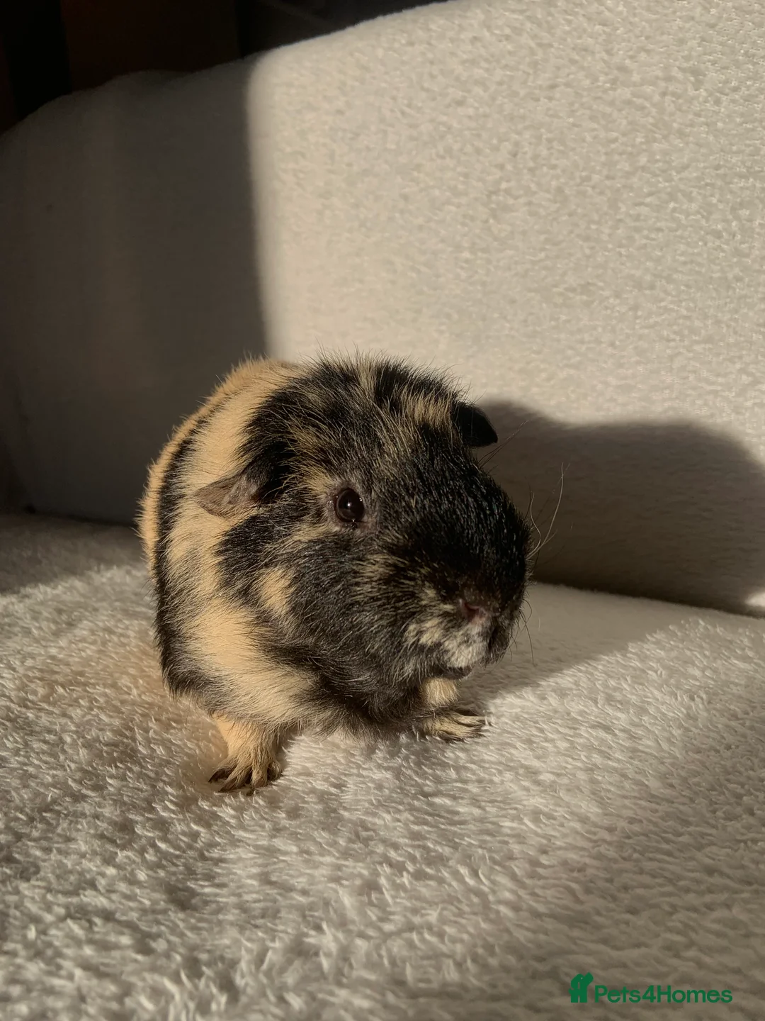Guinea Pig rodents for sale: male guinea pig for sale - Advert 1
