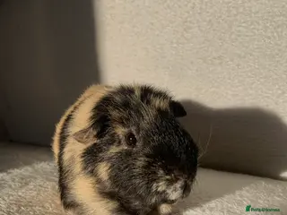 Guinea Pig rodents male guinea pig for sale - Advert 1
