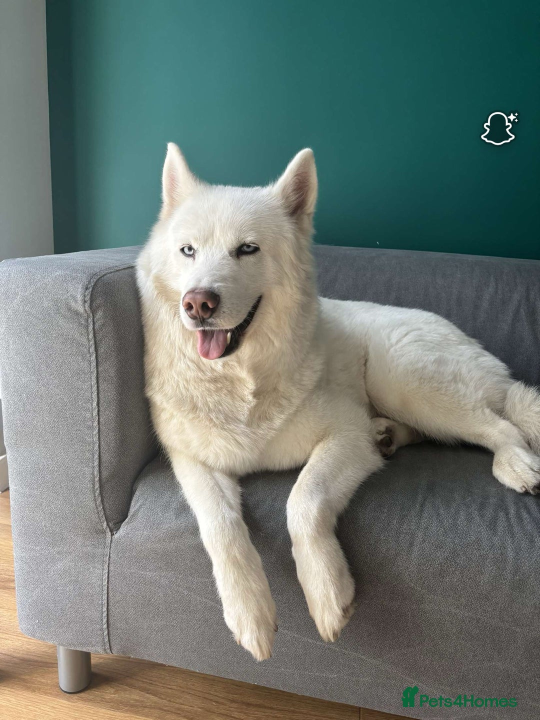 Siberian Husky dogs for sale: Husky for Re homing  - Advert 3