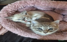 Norwegian Forest Cat cats for sale: Norwegian forest mixed tabby - Image 19