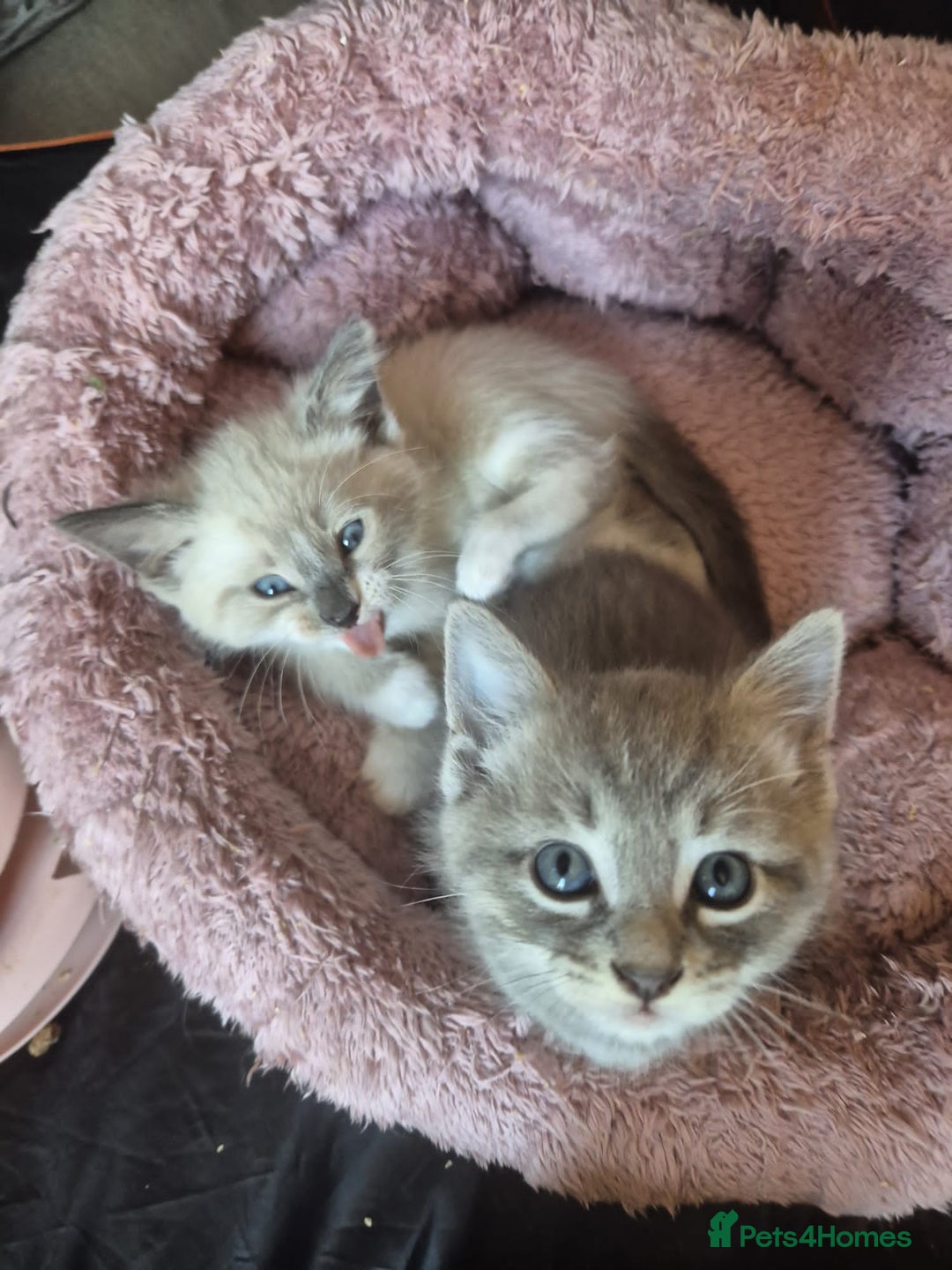 Norwegian Forest Cat cats for sale: Norwegian forest mixed tabby - Image 19